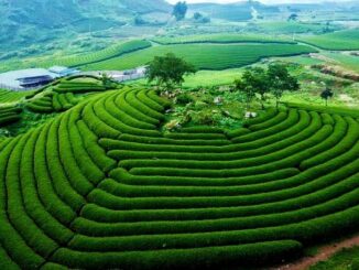 Mộc châu trên cao