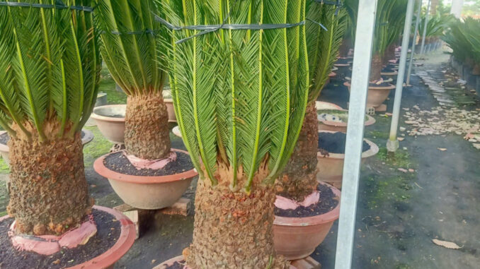 Z5934751913315 fb5181dcac84ae8b094bf733e36eabf8