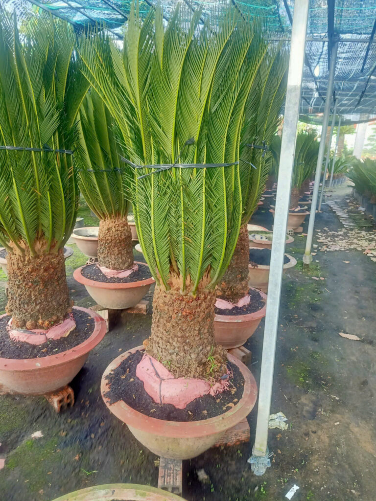 Z5934751913315 fb5181dcac84ae8b094bf733e36eabf8