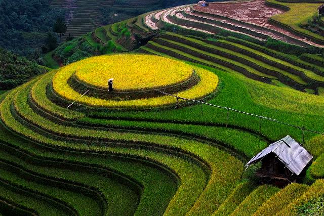 Ruộng Bậc Thang Mộc Châu