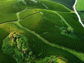 Toàn cảnh mộc châu